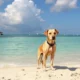 Expatriation avec des animaux de compagnie à Belize : démarches et conseils pratiques
