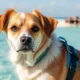 Expatriation avec des animaux de compagnie aux Maldives : démarches et conseils pratiques
