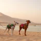 Expatriation avec des animaux de compagnie : démarches et conseils pratiques à Oman