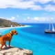 Expatriation avec son animal de compagnie à Antigua-et-Barbuda : procédures, pièges et conseils pratiques