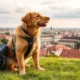 Partir en République Tchèque avec son animal de compagnie : mode d’emploi complet